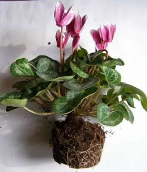 secrete Cyclamen de îngrijire la domiciliu pentru exigente planta (pentru Cyclamen de îngrijire după achiziționare) secrete Cyclamen de îngrijire la domiciliu pentru exigente planta
