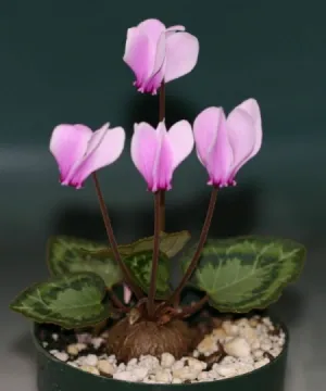 secrete Cyclamen de îngrijire la domiciliu pentru exigente planta (condiții) secrete Cyclamen de îngrijire la domiciliu pentru exigente planta