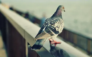 Asta înseamnă că un semn, în cazul în care un porumbel sa așezat pe pervazul ferestrei