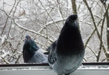 Asta înseamnă că un semn, în cazul în care un porumbel sa așezat pe pervazul ferestrei