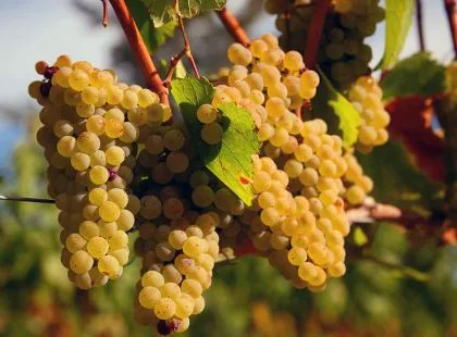 Ce soi de struguri Chardonnay (Chardonnay), un vin pe blog-ul amatori (struguri) Ce soi de struguri Chardonnay (Chardonnay), blog vin amatori