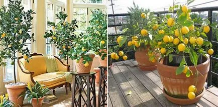 Care cresc pe balcon poate, planta plantele, semințele, iarna, vara, castraveți, roșii, ceea ce