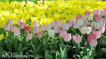 Flori pentru paturile de flori 100 de fotografii și numele de flori, înflorire continuă răzor de flori