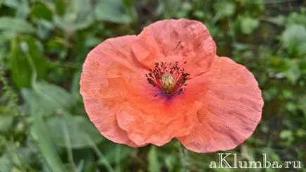 Flori pentru paturile de flori 100 de fotografii și numele de flori, înflorire continuă răzor de flori