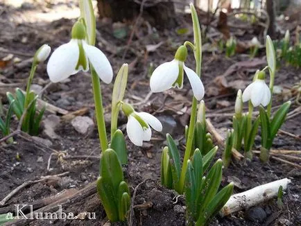 Flori pentru paturile de flori 100 de fotografii și numele de flori, înflorire continuă răzor de flori