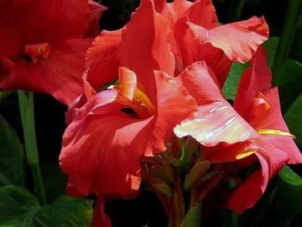 Flori Cannes - plantare și îngrijire, în creștere fotografie Canna; cum se păstrează Canna de iarnă; Eland acasă (de îngrijire) Flori Cannes - plantare și îngrijire, în creștere fotografie Canna; cum se păstrează Canna de iarnă; Eland acasă