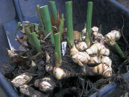 Flori Cannes - plantare și îngrijire, în creștere fotografie Canna; cum se păstrează Canna de iarnă; Eland acasă (acasă Eland) Flori Cannes - plantare și îngrijire, în creștere fotografie Canna; cum se păstrează Canna de iarnă; Eland acasă
