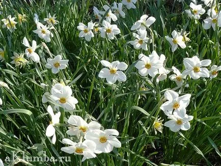Flori pentru paturile de flori 100 de fotografii și numele de flori, înflorire continuă răzor de flori