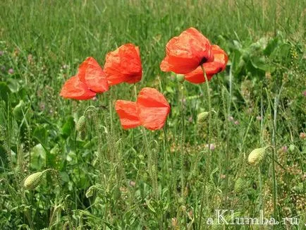 Flori pentru paturile de flori 100 de fotografii și numele de flori, înflorire continuă răzor de flori