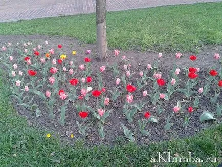 Flori pentru paturile de flori 100 de fotografii și numele de flori, înflorire continuă răzor de flori