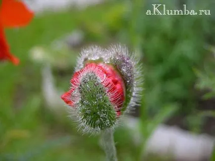 Flori pentru paturile de flori 100 de fotografii și numele de flori, înflorire continuă răzor de flori