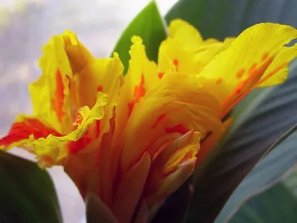 Flori Cannes - plantare și îngrijire, în creștere fotografie Canna; cum se păstrează Canna de iarnă; eland acasă (puieți) Flori Cannes - plantare și îngrijire, în creștere fotografie Canna; cum se păstrează Canna de iarnă; Eland acasă