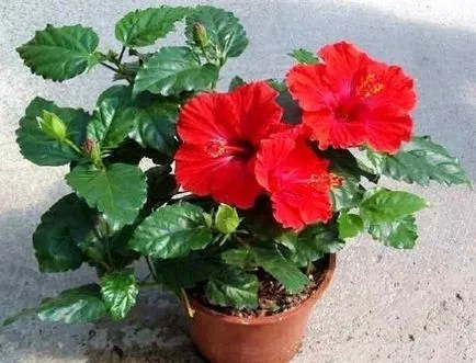 Flori Nursery orice utile