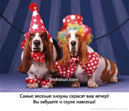 Circ de formare pentru câini