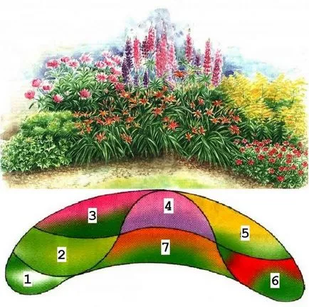 Flori pentru paturi de flori, plante perene (flori) Flori pentru paturi de flori, plante perene