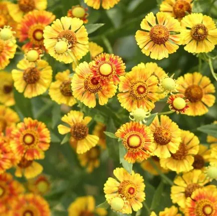 Flori fotografie helenium, plantare și îngrijire de creștere din semințe (flori) Flori fotografie helenium, plantare și îngrijire de creștere din semințe