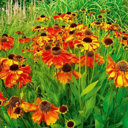 Flori fotografie helenium, plantare și îngrijire de creștere din semințe (flori) Flori fotografie helenium, plantare și îngrijire de creștere din semințe