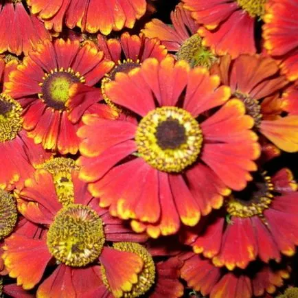 Flori fotografie helenium, plantare și îngrijire de creștere din semințe (flori) Flori fotografie helenium, plantare și îngrijire de creștere din semințe