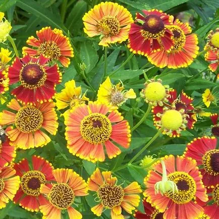 flori helenium fotografie, plantare și îngrijire de creștere din semințe (poze) Flori fotografie helenium, plantare și îngrijire de creștere din semințe