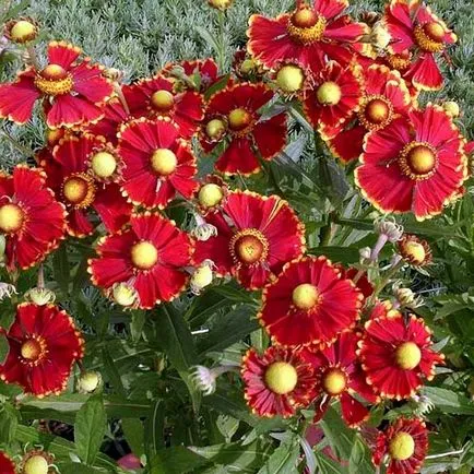 Flori fotografie helenium, plantare și îngrijire de creștere din semințe (flori) Flori fotografie helenium, plantare și îngrijire de creștere din semințe