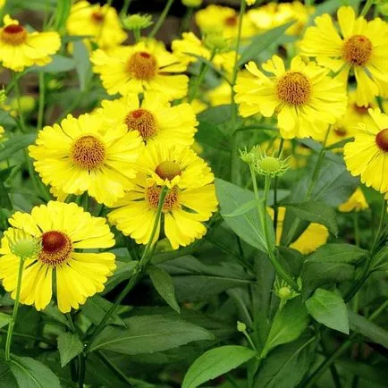 Flori helenium fotografie, plantare și îngrijire de creștere din semințe (de îngrijire) Flori fotografie helenium, plantare și îngrijire de creștere din semințe