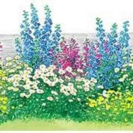 Flori pentru paturi de flori, plante perene (casa de perete cabana) Flori pentru paturi de flori, plante perene