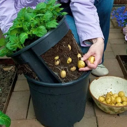 Care cresc pe balcon poate, planta plantele, semințele, iarna, vara, castraveți, roșii, ceea ce