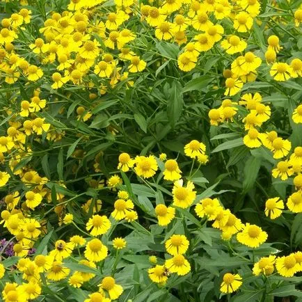 Flori helenium fotografie, plantare și îngrijire de creștere din semințe (de îngrijire) Flori fotografie helenium, plantare și îngrijire de creștere din semințe