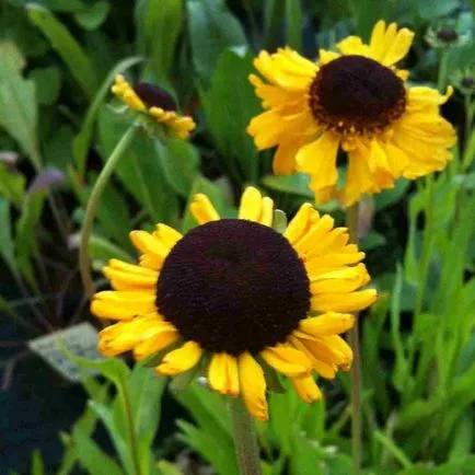 Flori helenium fotografie, plantare și îngrijire de creștere din semințe (de plantare) Flori fotografie helenium, plantare și îngrijire de creștere din semințe