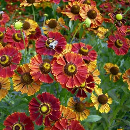 Flori helenium fotografie, plantare și îngrijire de creștere din semințe (de îngrijire) Flori fotografie helenium, plantare și îngrijire de creștere din semințe