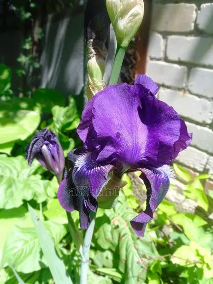 Flori pentru paturile de flori 100 de fotografii și numele de flori, înflorire continuă răzor de flori