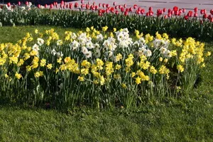 Flori soiuri de narcise Foto, plantarea și îngrijirea de narcise în primăvară în câmp deschis