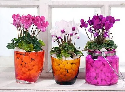 Cyclamen flori cum să aibă grijă în mod corespunzător (Cyclamen) Cyclamen flori cum să aibă grijă în mod corespunzător