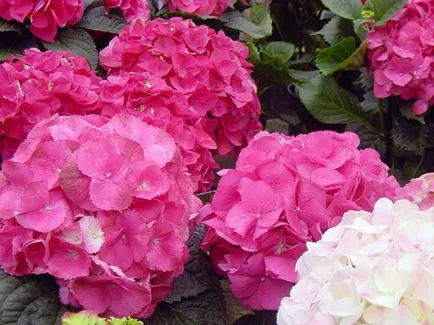 floare de hortensie - plantare și îngrijire, Hydrangea fotografie, cultivare și grădină Hydrangea paniculata (iarna) floare de hortensie - plantare și îngrijire, Hydrangea fotografie, cultivare și grădină Hydrangea paniculata