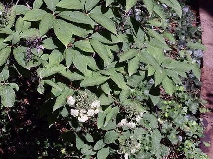 floare de hortensie - plantare și îngrijire, Hydrangea fotografie, cultivarea si gradina Hydrangea paniculata (reproducere) floare de hortensie - plantare și îngrijire, Hydrangea fotografie, cultivare și grădină Hydrangea paniculata