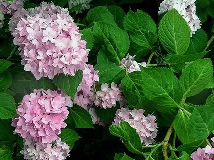 floare de hortensie - plantare și îngrijire, Hydrangea fotografie, cultivarea si gradina Hydrangea paniculata (transplant) floare de hortensie - plantare și îngrijire, Hydrangea fotografie, cultivare și grădină Hydrangea paniculata