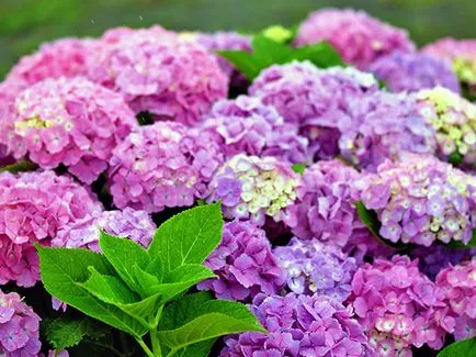 floare de hortensie - plantare și îngrijire, Hydrangea fotografie, cultivarea si gradina Hydrangea paniculata (reproducere) floare de hortensie - plantare și îngrijire, Hydrangea fotografie, cultivare și grădină Hydrangea paniculata