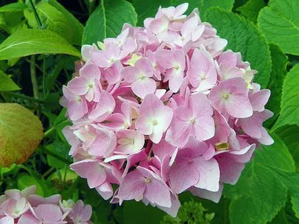 Hortensie flori - plantare și îngrijire, Hydrangea fotografie, cultivarea și Hydrangea paniculata grădina (în creștere) floare de hortensie - plantare și îngrijire, Hydrangea fotografie, cultivare și grădină Hydrangea paniculata