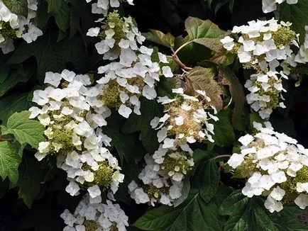 floare de hortensie - plantare și îngrijire, Hydrangea fotografie, cultivarea si gradina Hydrangea paniculata (foto) floare de hortensie - plantare și îngrijire, Hydrangea fotografie, cultivare și grădină Hydrangea paniculata