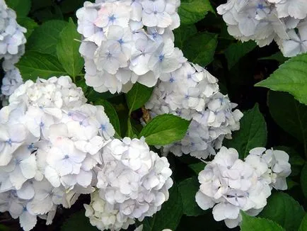Hortensie flori - plantare și îngrijire, Hydrangea fotografie, cultivarea si Hydrangea paniculata gradina (specii) floare de hortensie - plantare și îngrijire, Hydrangea fotografie, cultivare și grădină Hydrangea paniculata