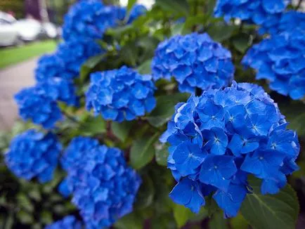 Hortensie flori - plantare și îngrijire, Hydrangea fotografie, cultivarea si Hydrangea paniculata gradina (specii) floare de hortensie - plantare și îngrijire, Hydrangea fotografie, cultivare și grădină Hydrangea paniculata