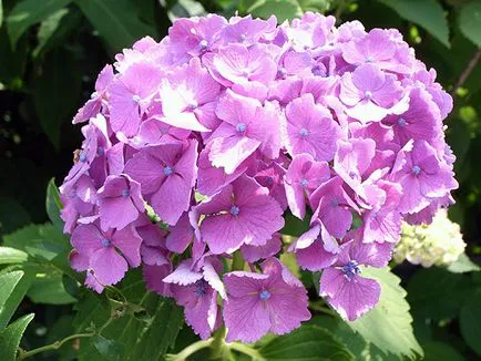 floare de hortensie - plantare și îngrijire, Hydrangea fotografie, cultivarea si gradina Hydrangea paniculata (iernare) floare de hortensie - plantare și îngrijire, Hydrangea fotografie, cultivare și grădină Hydrangea paniculata