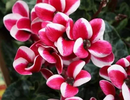 Cyclamen flori cum să aibă grijă în mod corespunzător (Dacha) Cyclamen flori cum să aibă grijă în mod corespunzător