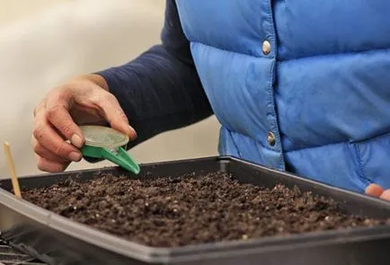Cum de a planta răsaduri de praz din semințe înainte de plantare în sol deschis