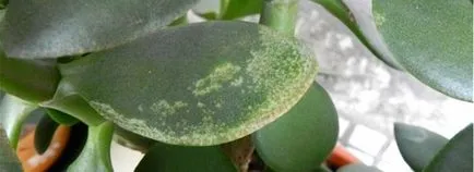 copac Bani - cum să aibă grijă de ei, boli, reproducere (monetară) copac Bani - cum să aibă grijă de ei, boli, reproducere