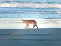 Wild Dog Dingo