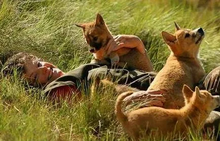 Wild Dog Dingo