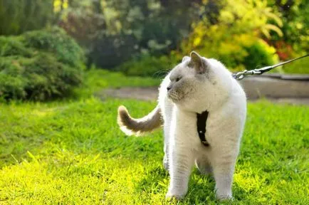 pisoi Wild ca o imblanzesti la mâini și tava