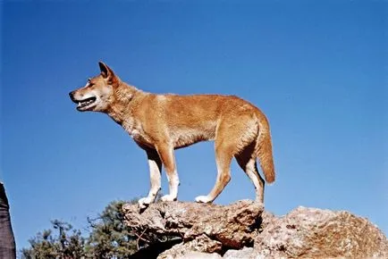 Dingo - un caine care nu latra
