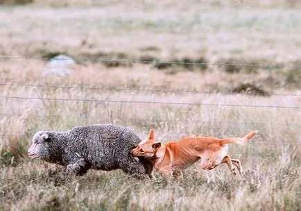 Wild Dog Dingo